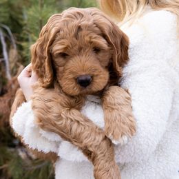 Goldendoodle Puppies from Denver Doodles