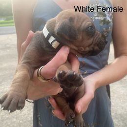 Girl 4 - Wheaten female Rhodesian Ridgeback puppy in Mayfield, Kentucky from Ridgeback Farm