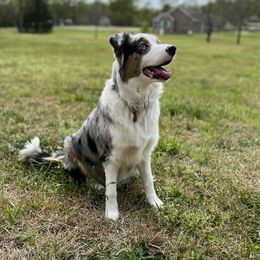 Nova - Australian Shepherd