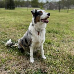 Nova - Australian Shepherd