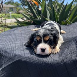 Cavalier King Charles Spaniel Puppies from Caveliers by Grace