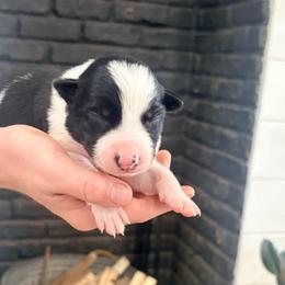 Bax - Black and white male Border Collie puppy in Taylor, Arizona from Vowell Farm Border Collies