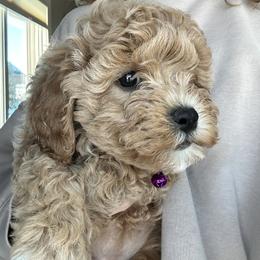 Assorted Doodle Crosses, Bernedoodle, Cavachon, Cavapoochon, Goldendoodle, and Spanish Water Dog Puppies from PitterPatterPuppiesNJ