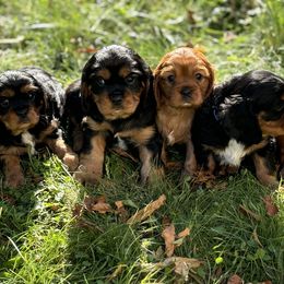 Cavalier King Charles Spaniel puppies from Family first cavaliers