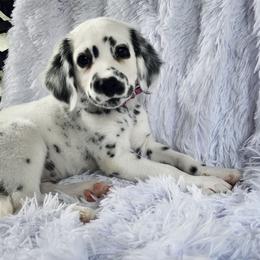 Cranberries - White and black female Dalmatian puppy in Gray, Georgia from Fuller Spots