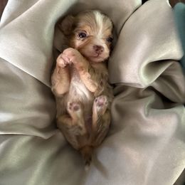 Armani - Merle male Chihuahua puppy in Scranton, Pennsylvania from Grammy Farm