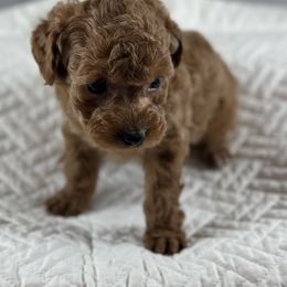 Tulip - Red  female Poodle puppy in Henderson, Nevada from P3Puppies