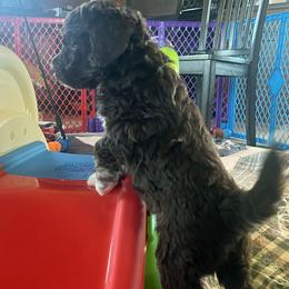 Nebula - Red tri-color female Aussiedoodle puppy in Springfield, Missouri from Doodle Dandy Bernedoodles & Aussiedoodles