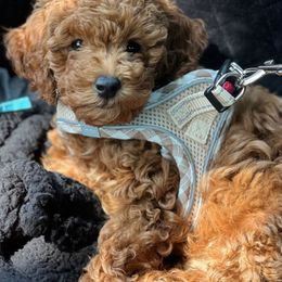 Cavapoo and Poodle Puppies from Klaus Poodles