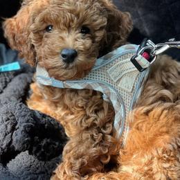 Cavapoo and Poodle Puppies from Klaus Poodles