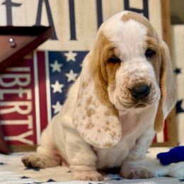 Bonnie - Red and white female Basset Hound puppy in Edmonton, Kentucky from RiverBottom Bassets