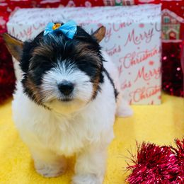 AKC - Ellie 3500 - Black tan and white female Biewer Terrier puppy in Douglas, Georgia from Heartland small breeds