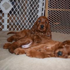 Irish Setter Puppies from Stomar Irish Setters