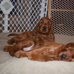 Irish Setter Puppies from Stomar Irish Setters