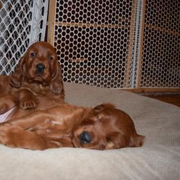 Irish Setter Puppies from Stomar Irish Setters