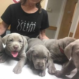 Labrador Retriever Puppies from Walker Creek Silver Labs