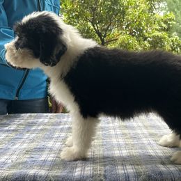Pink-collar girl - Bearded Collie puppy in Lansdowne, Pennsylvania from Beloved Bearded & Border Collies