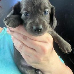 Lena - Blue and cream female Dachshund puppy in Bigfork, Minnesota from Dachshunds Up North