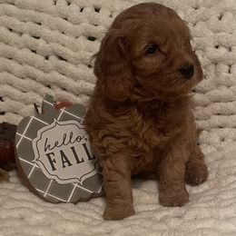 Cinnamon - Red  male Goldendoodle puppy in Graham, North Carolina from Geise Meadow Doodles