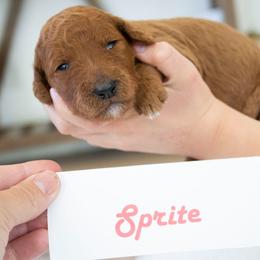 Sprite - Red  female Poodle puppy in Mesa, Arizona from Desert Doodles