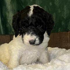 Pink collar girl - female Newfypoo puppy in Fairfield, California from Twin Sisters Doodles