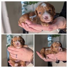 Gray - Red female Whoodle puppy in Kalispell, Montana from Countryman Whoodles