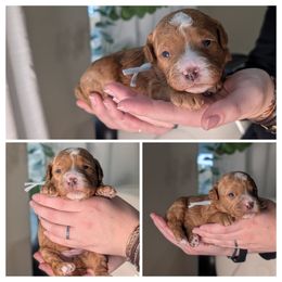 Gray - Red female Whoodle puppy in Kalispell, Montana from Countryman Whoodles