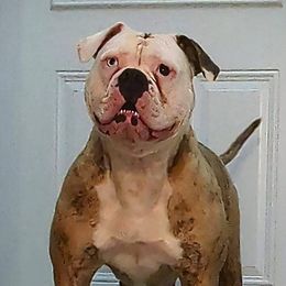 American Bulldogs from Elijah's American Bulldogs LLC