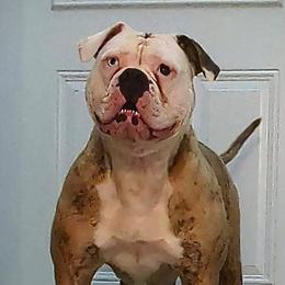 American Bulldogs from Elijah's American Bulldogs LLC