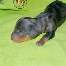 MDF long or short hair TBD - Dapple female Dachshund puppy in Carthage, Texas from Rafter C Ranch Doxies