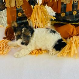 River- 3600 AKC - Black tan and white female Biewer Terrier puppy in Douglas, Georgia from Heartland small breeds