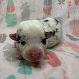 Alder - Blue merle and white male American Corgi puppy in Scottown, Ohio from Wyndy Ridge Corgis