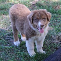 Jay - Red tri-color male Australian Shepherd puppy in Kansas, Oklahoma from Windy G Farm