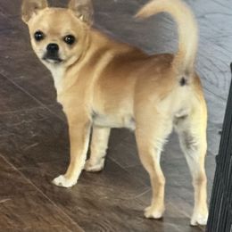 Chihuahua Puppies from TJs Chihuahuas