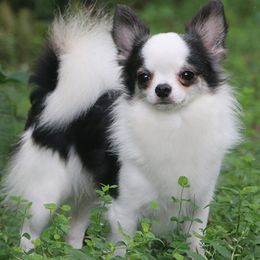Fabio - Chihuahua