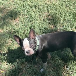 Mabel - Boston Terrier