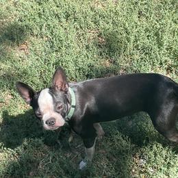 Mabel - Boston Terrier