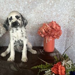 Cowgirl Jessie - White and black Dalmatian puppy in Motley, Minnesota from Dynasty Paws