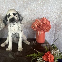 Cowgirl Jessie - White and black Dalmatian puppy in Motley, Minnesota from Dynasty Paws