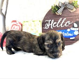 Quesadilla - Cream female Dachshund puppy in Hensley, Arkansas from The Dachshund Barn