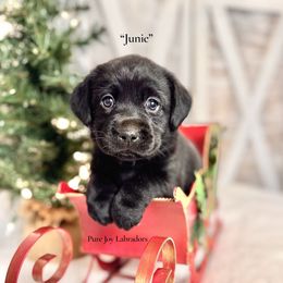 Junie (Pink Collar) - Black female Labrador Retriever puppy in Cinebar, Washington from Pure Joy Labradors