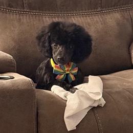 Dax - Black male Poodle puppy in Bedford, Texas from S.H.A.R.P.’s Toy Poodles