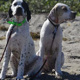 Pointer All Grown Up from Southern Pointers