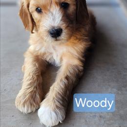 Woody - Cream male Goldendoodle puppy in Goodyear, Arizona from The Earl Dood(le)s