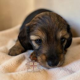 Harry - Red male Dachshund puppy in Miami, Florida from Haus Ernand Dachshunds