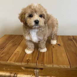 Aladdin - Apricot male Maltipoo puppy in Bellingham, Washington from My Sweet Poodles and Doodles
