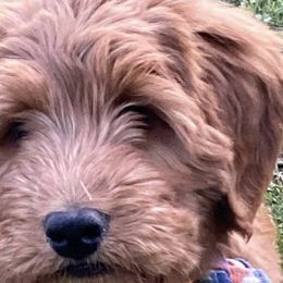 Goldendoodles and Poodles from RamblerGoldens