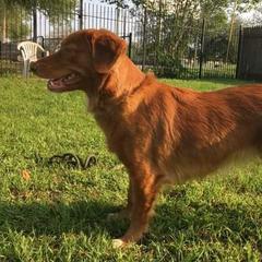 Nova Scotia Duck Tolling Retrievers from Hearts and Paws