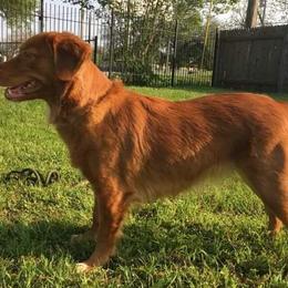 Nova Scotia Duck Tolling Retrievers from Hearts and Paws