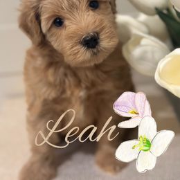 Red female - Wheaten female Miniature Schnauzer puppy in Mc Allen, Texas from True Love Schnauzers